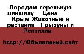 Породам серенькую шиншилу  › Цена ­ 500 - Крым Животные и растения » Грызуны и Рептилии   